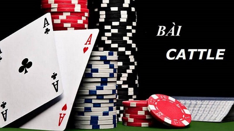 Chiến thuật và kinh nghiệm chơi catte hiệu quả